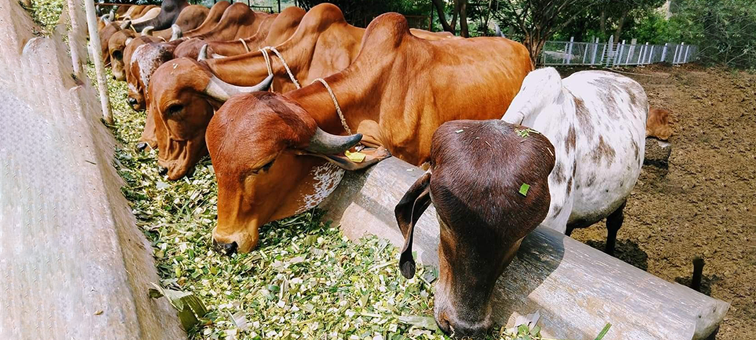 A Noble Step Towards Animal Welfare – inMorphis Adopts 50 Cows